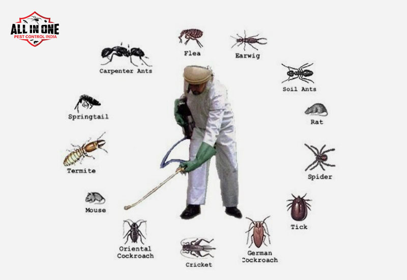 All in One Pest Control